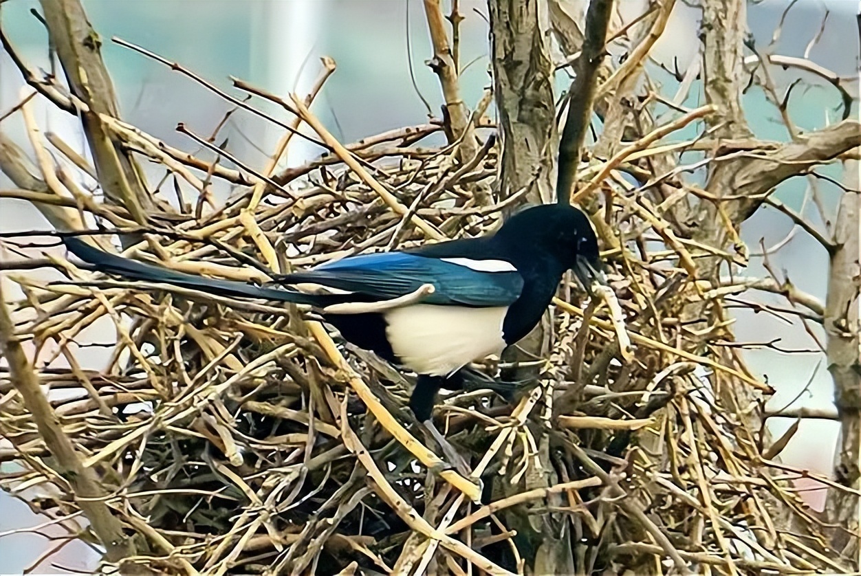 喜鹊的窝杂乱不堪为什么不怕风雪,喜鹊窝搭得乱七八糟为何不怕风雪