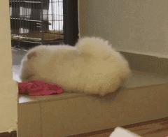 松狮犬体臭怎么处理,松狮犬体臭怎么消除