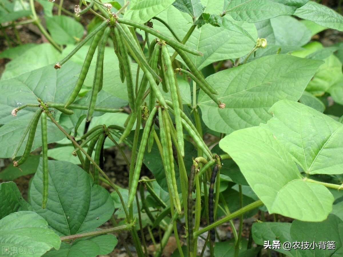 绿豆种植方法及种植时间,绿豆怎么种植和生长过程