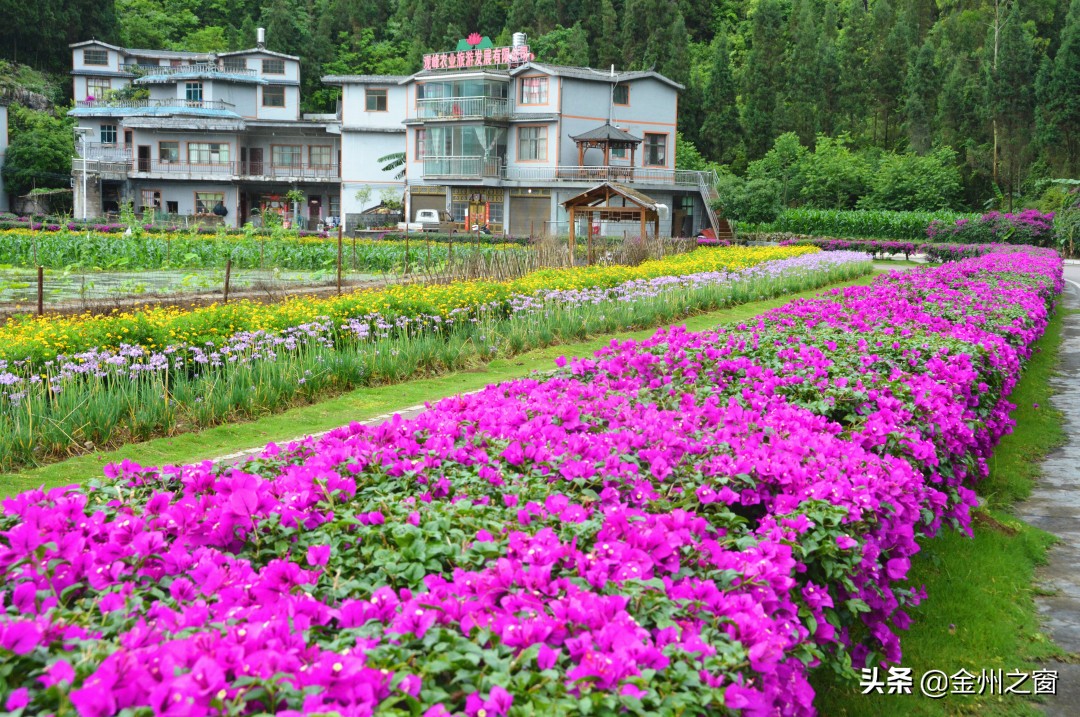 风雨又如何？万峰林“花路”走一走，心内自是阳光明媚
