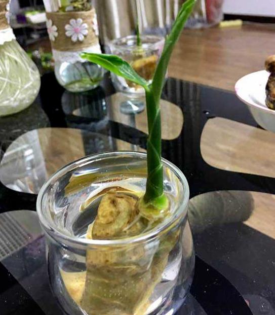 家庭盆栽生姜的种植方法,盆栽生姜种植时间和步骤