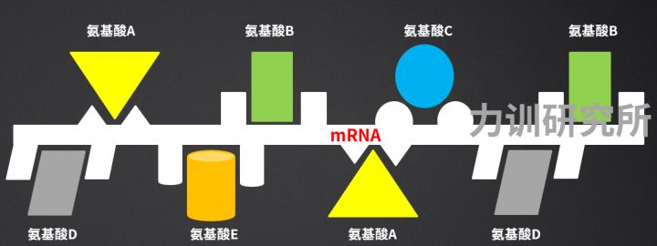 健身增肌的原理是什么,健身增肌原理动作讲解