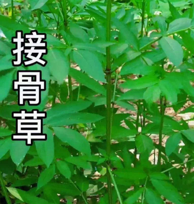 农村常见的顽固藤条植物,农村常见的止血植物图片