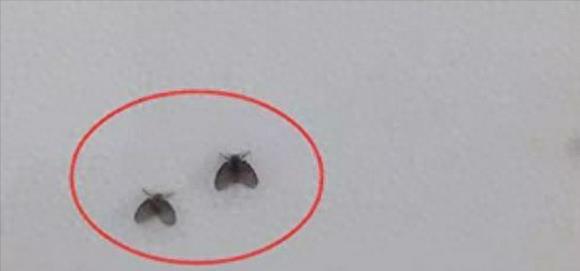 卫生间蛾蠓有毒吗,卫生间小飞虫蛾蚋的危害