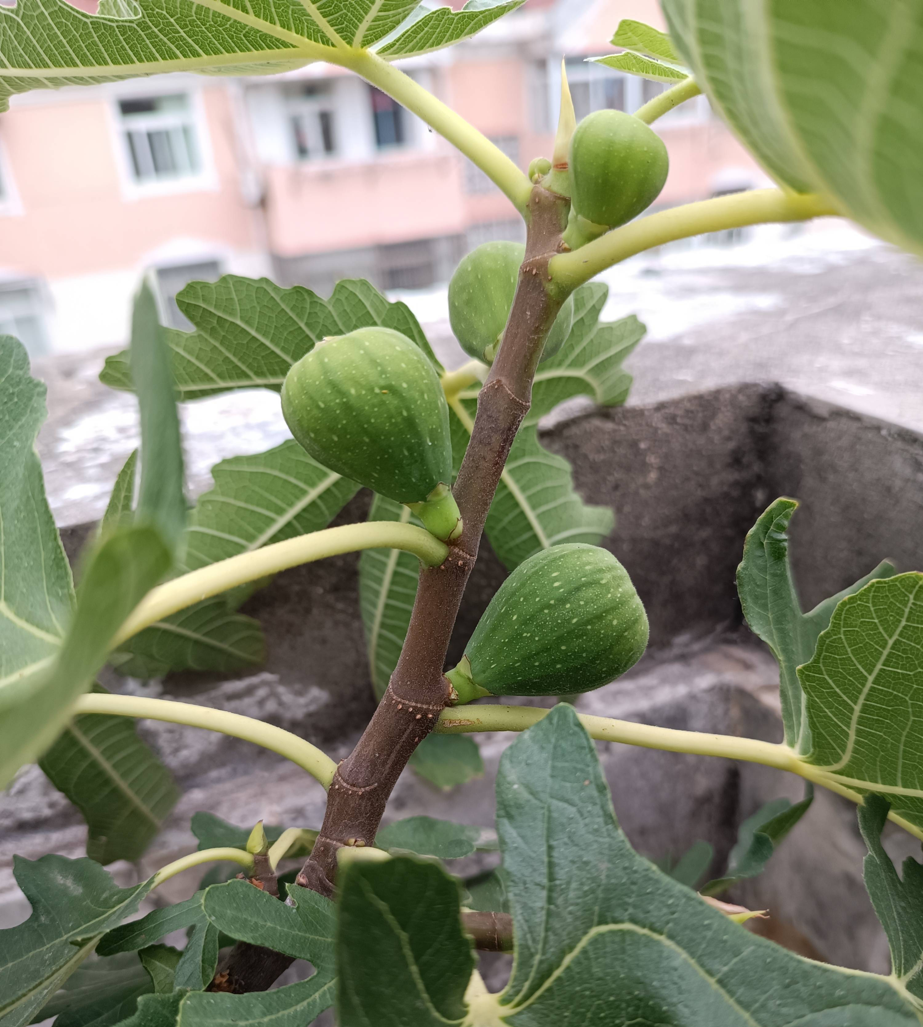 家庭种无花果宜忌,家庭种植无花果用什么盆好