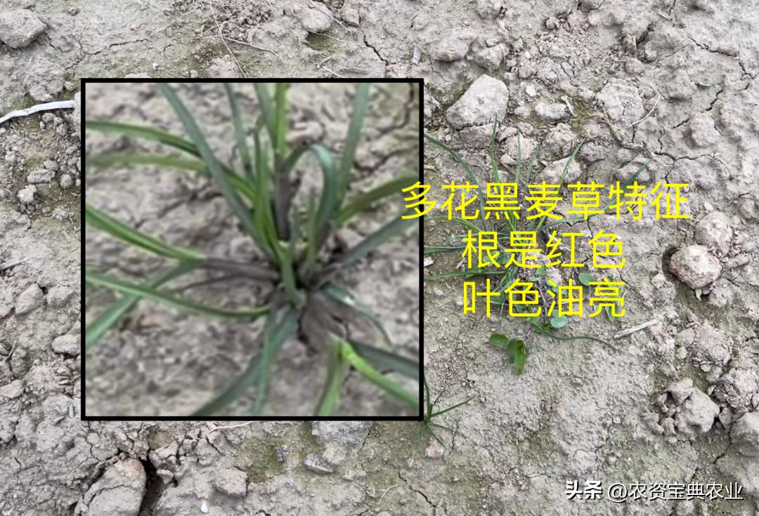 多花黑麦草的危害,难防又难治的多花黑麦草
