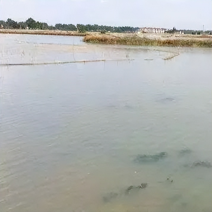 养殖塘泥皮,养殖塘产生泥皮的处理方法