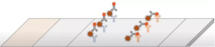 抗原检测的工作原理是什么？|No.341