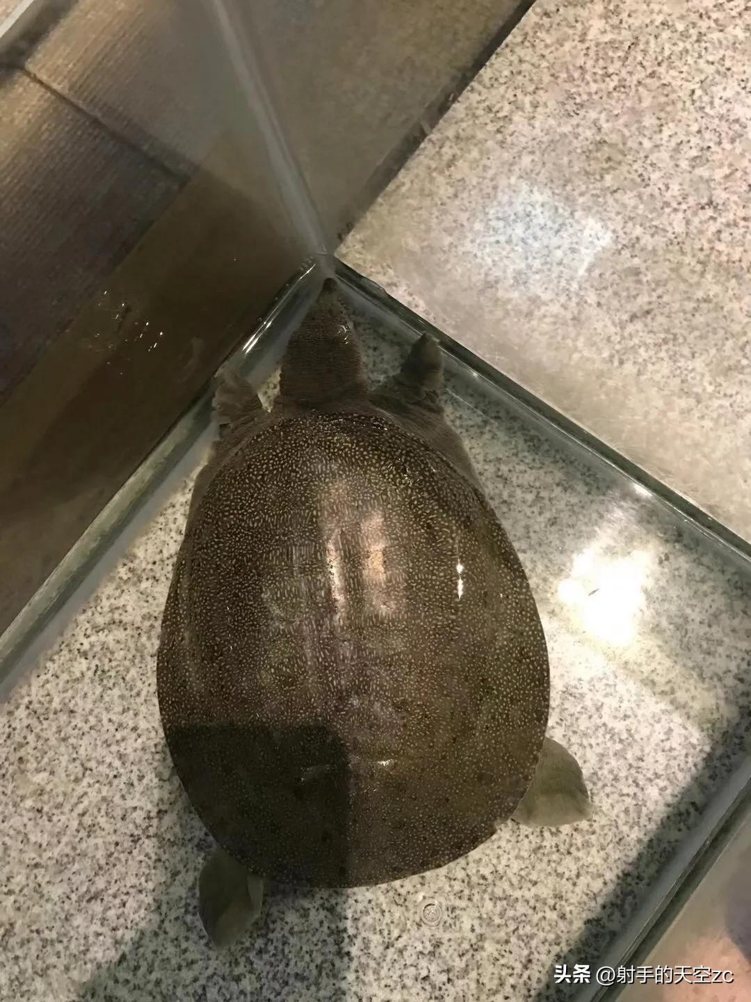 长江大桥有啥好吃的推荐,鹦鹉洲主题公园附近好吃的