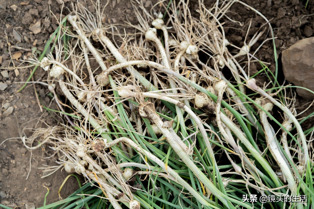 农村遍地都是宝农村的野菜挖不完,农村不要钱的野菜有哪些