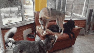 这到底是狼还是狗？实在太帅了，但一般人是养不起的