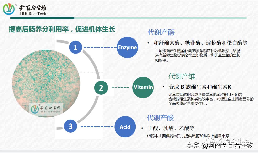 丁酸梭菌修复肠道,丁酸梭菌类似的肠道益生菌