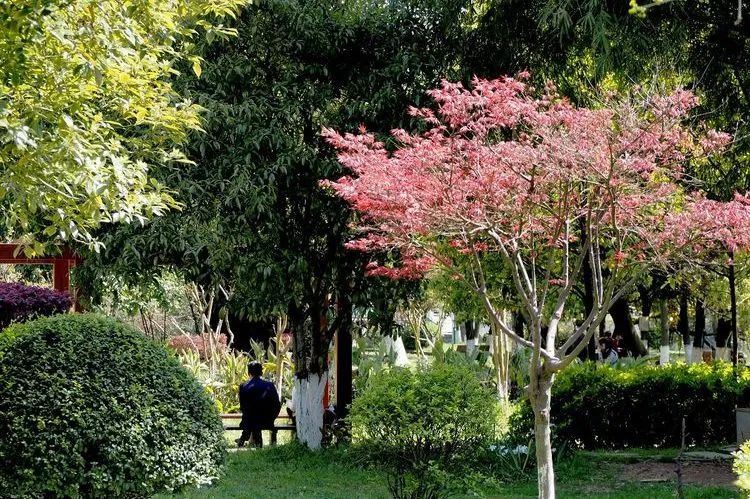 莫负*光春**｜这5家希酒店旁的公园真的太美了