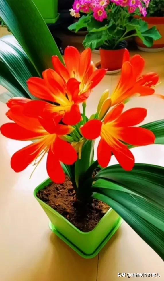 鸟语花香百花争艳让人陶醉,宁静祥和鸟语花香