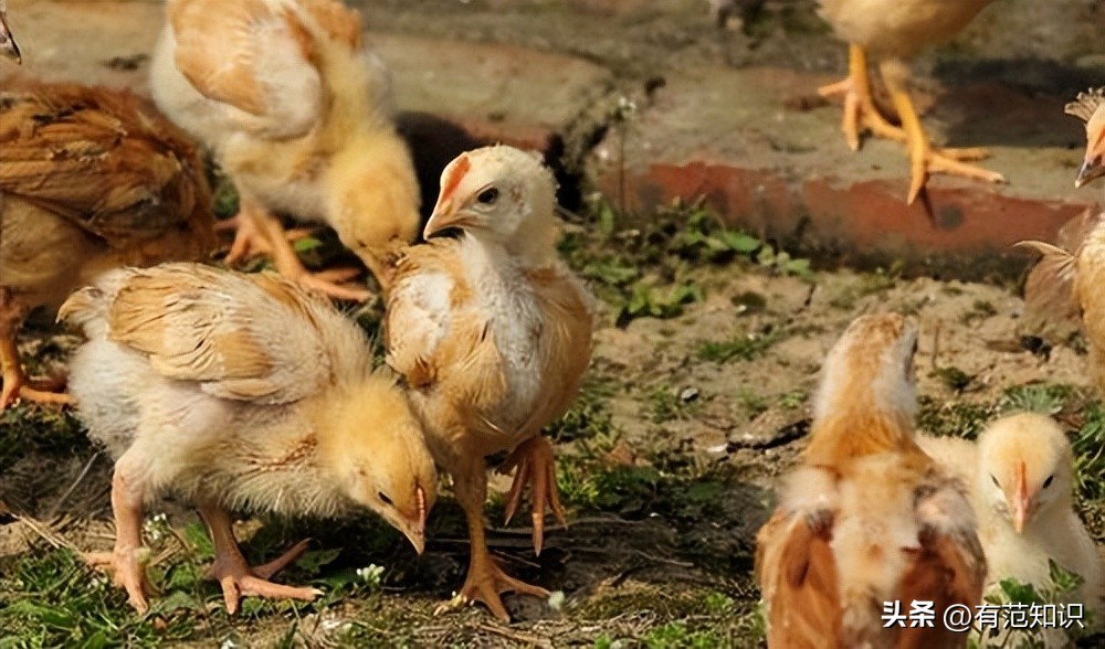 湖南小伙5000亩地养10只鸡,湖南小伙5000亩地只养十只鸡