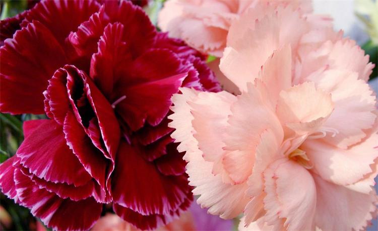 七十岁老人过生日送什么花合适,自己过生日送自己的花应该选哪种