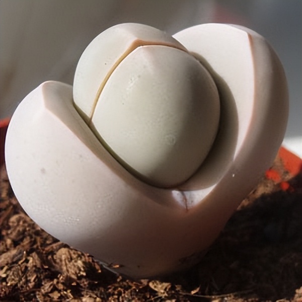 102个大类近500个多肉植物图片，都极其美丽，建议在家中也养一盆