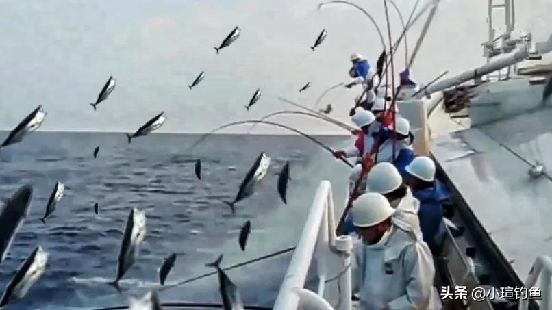 捕金枪鱼为什么不用渔网,钓金枪鱼为什么不用摘钩
