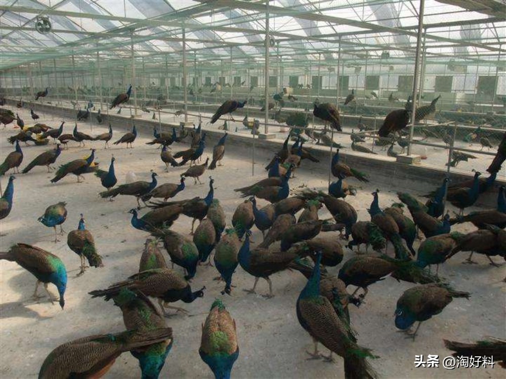 中国现在有多少大型养殖场,全国最大的养殖场排名前十