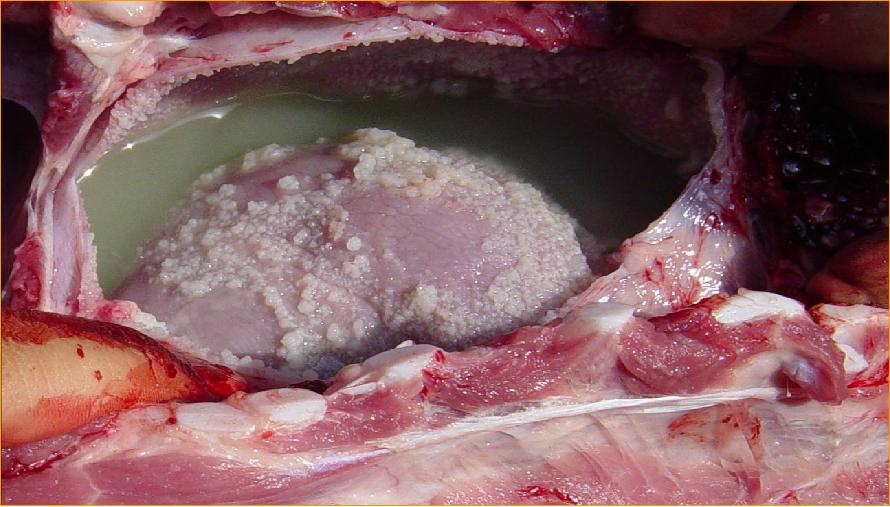 猪应急用药,猪生病的常用药