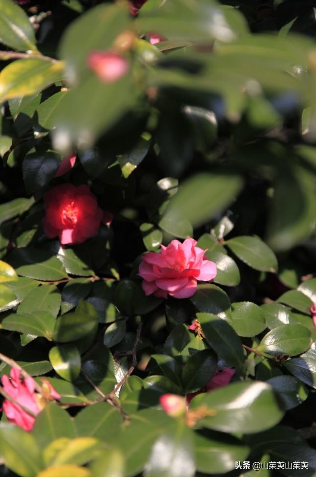 芜湖旅游攻略教堂,芜湖鸠兹风景区