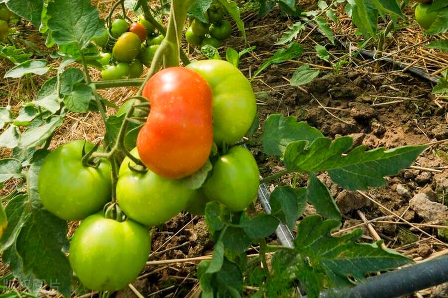 番茄的籽要摘掉才结果实吗,番茄果实下的叶摘了有什么影响