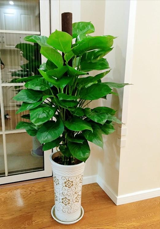 除甲醛最好的10种花,养什么花除甲醛最好