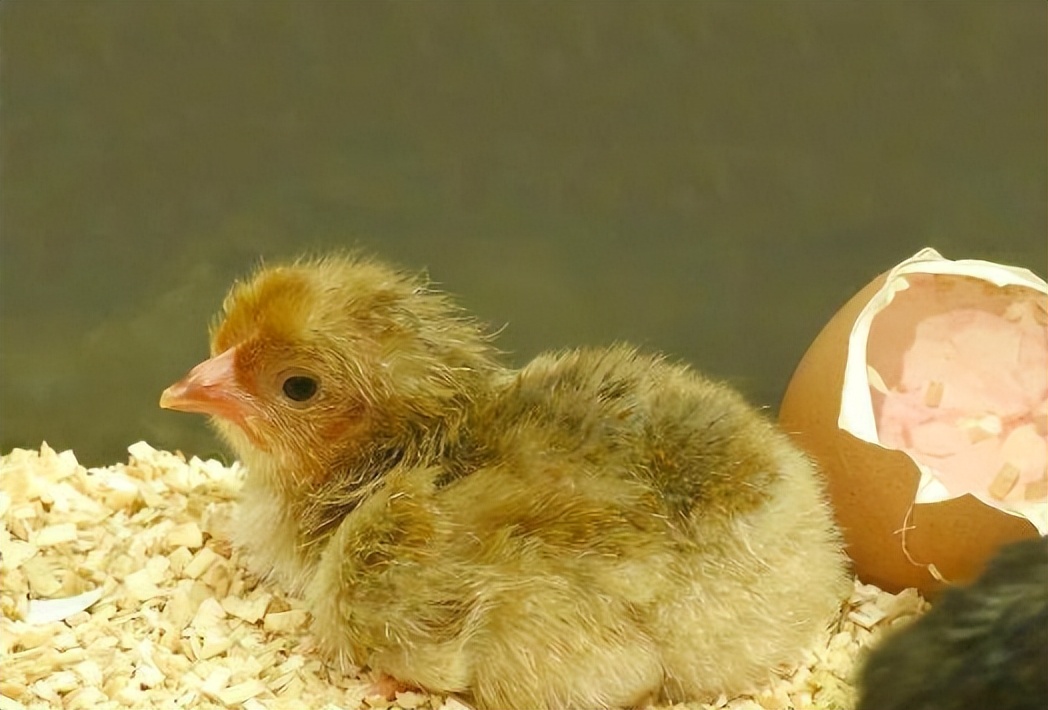 惠州大型养鸡场,十亩山林养殖3000只鸡