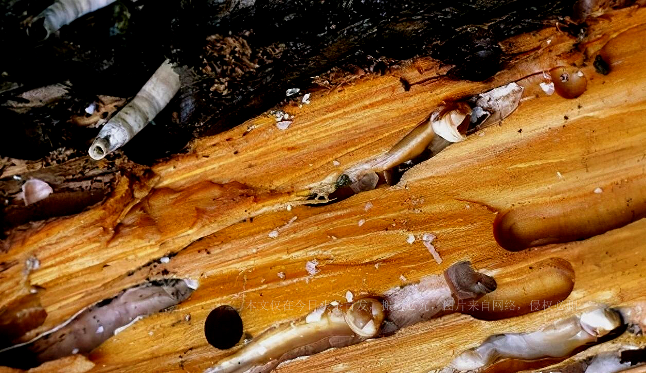 缇庡浗澶勭悊钘ゅ６,缇庡浗娴峰啗钘ゅ６