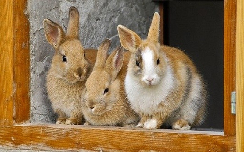 兔子病毒是真的吗,兔子病毒新闻