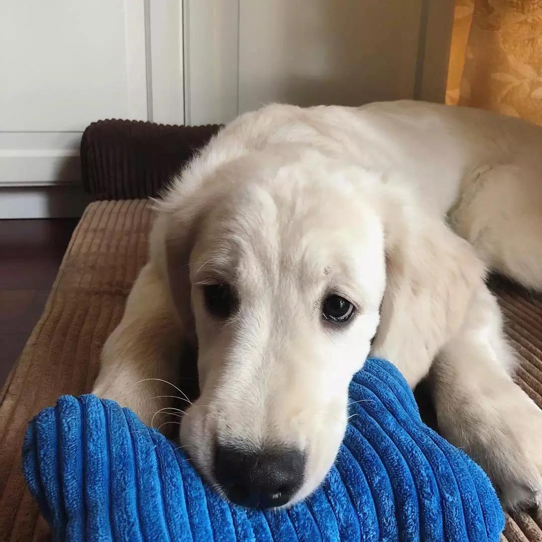 大金毛真的是太暖心了,大金毛到底有多可爱