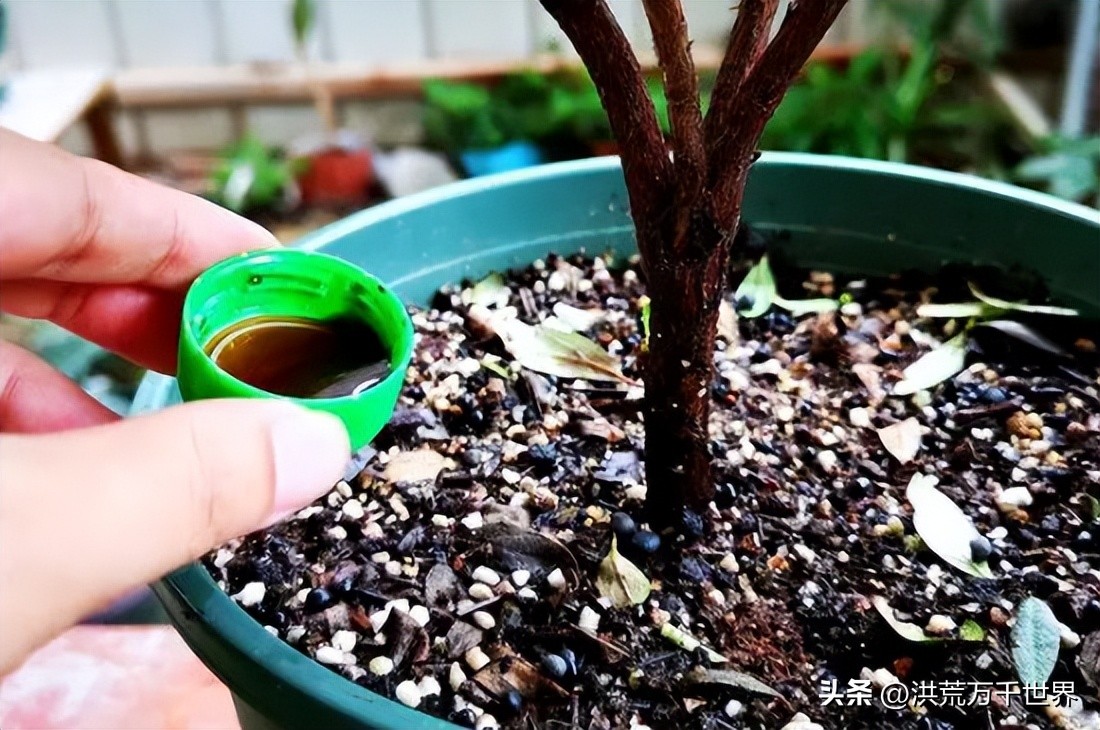 杜鹃花换盆后花蔫了咋补救,杜鹃花突然花全部蔫了是什么原因