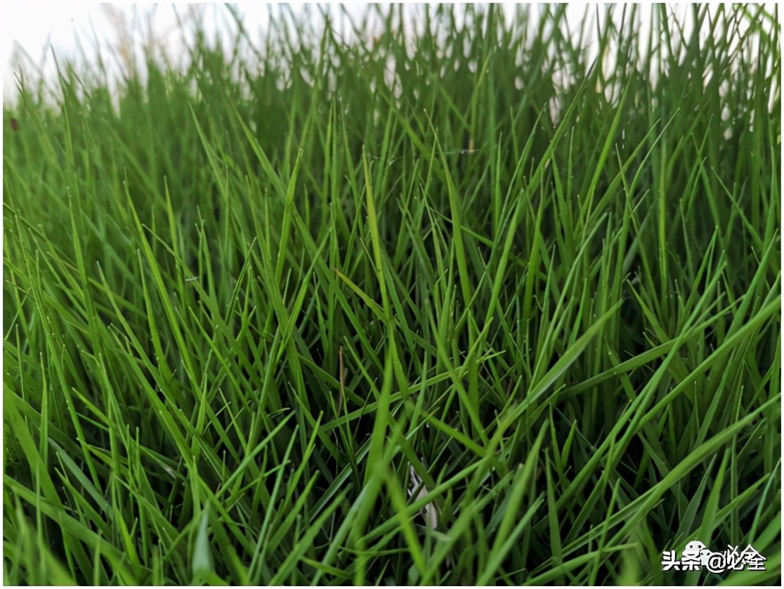 混播草坪如何保证四季常青,混播草坪有哪些品种