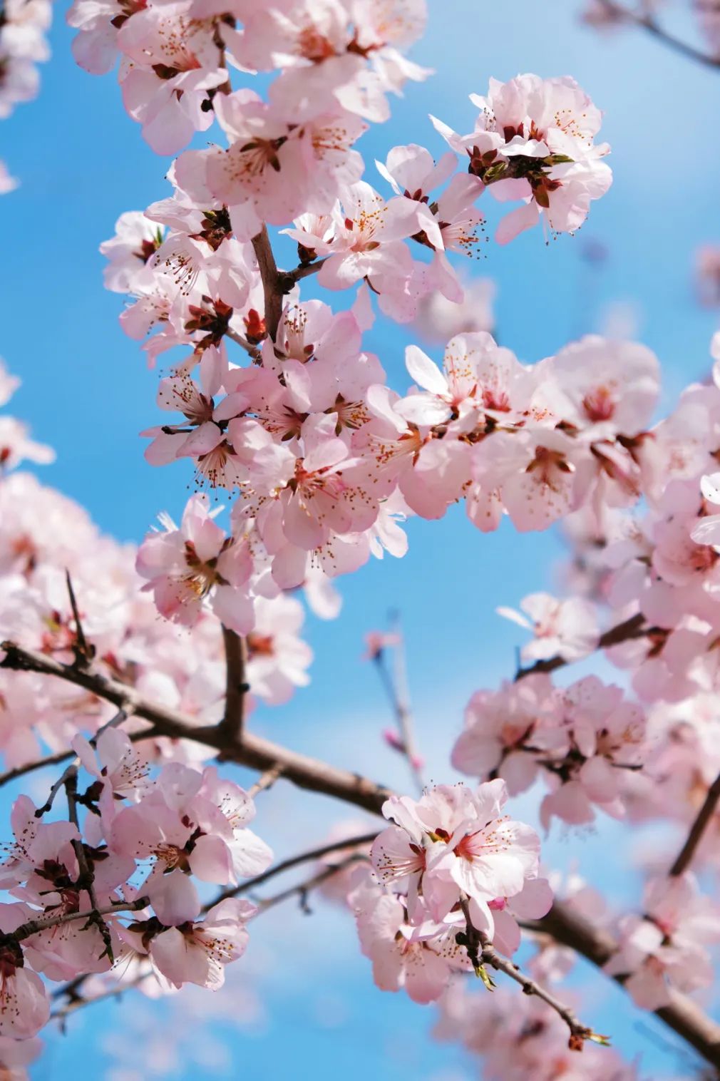 石景山首钢园骑行,春天石景山赏花