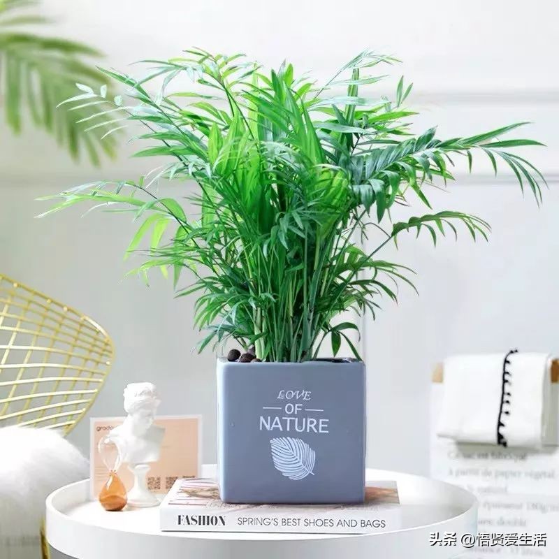 吸甲醛最好的10种花,种什么花可以消除甲醛和苯