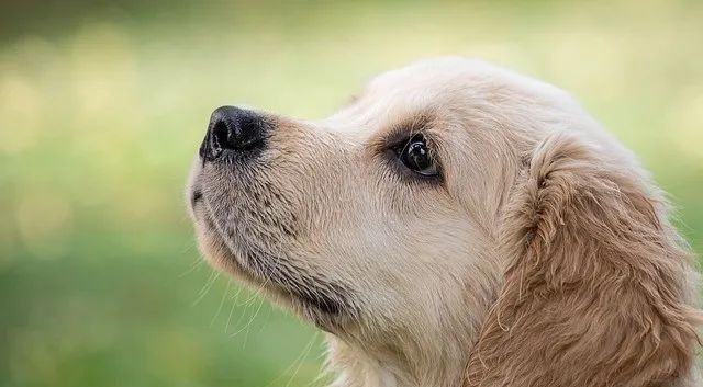 最新致富养殖小项目视频,100种养殖致富项目