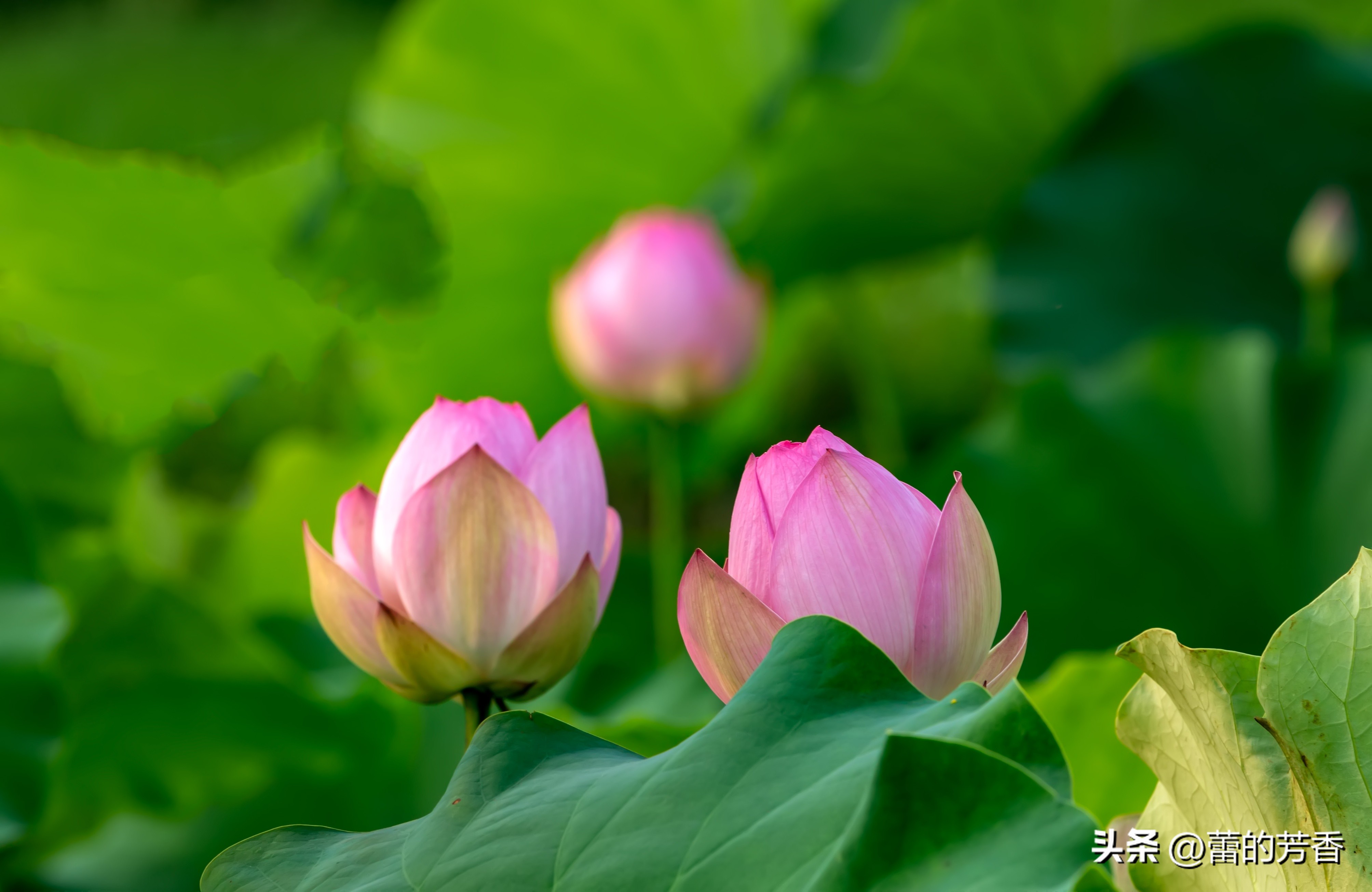 六月盛夏,绿荷红萏萏,卷合任天真——寻找内心的那一朵莲