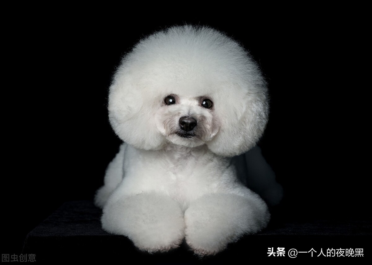 性格比较乖巧听话的狗狗品种推荐,性格好的狗狗中型犬