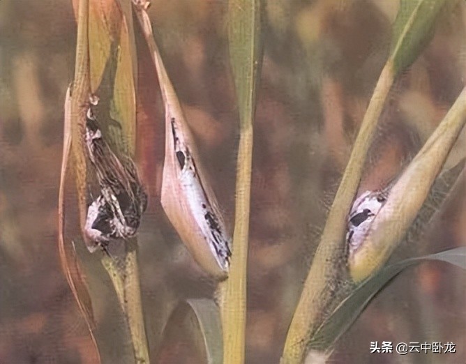 老韩讲了一个故事：高粱地里的黑霉霉