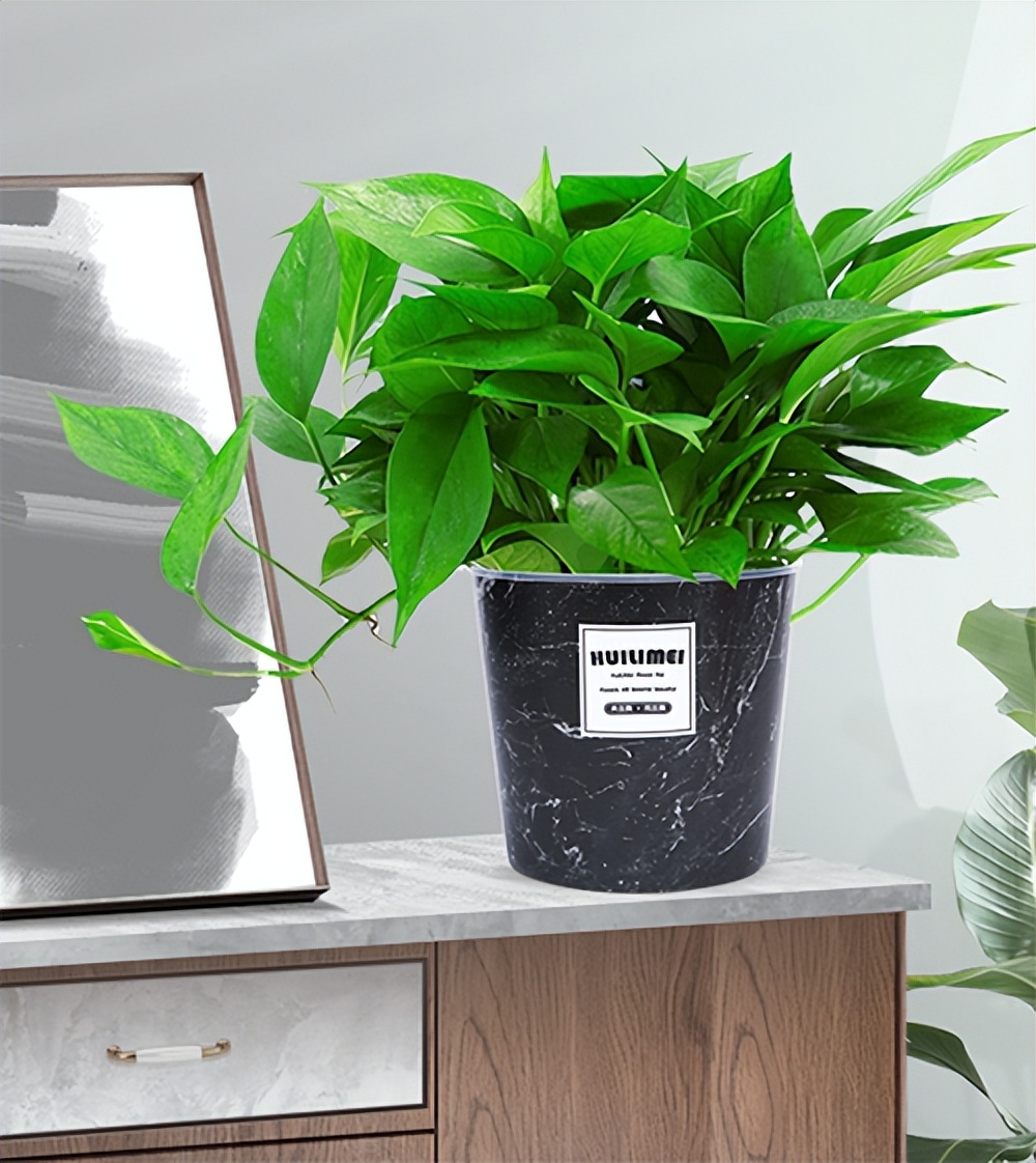 装修后室内放什么花帮助去除甲醛,装修房子放什么植物可以去除甲醛