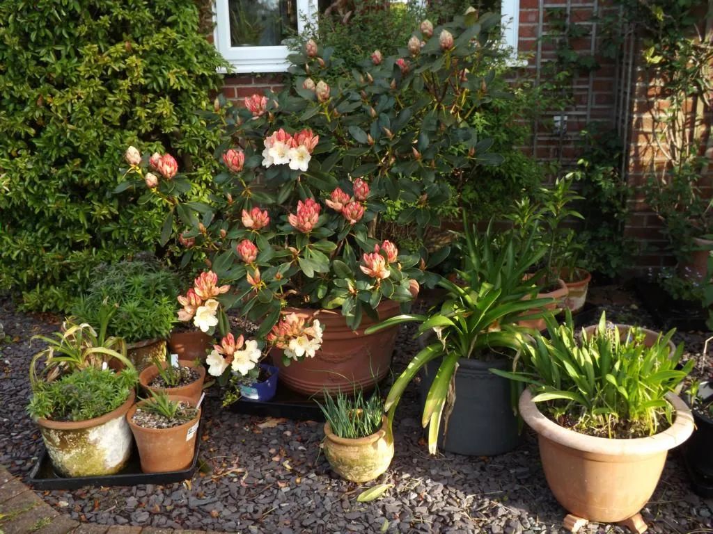 养花的土偏碱怎么改善,给花浇水怎么调酸碱性