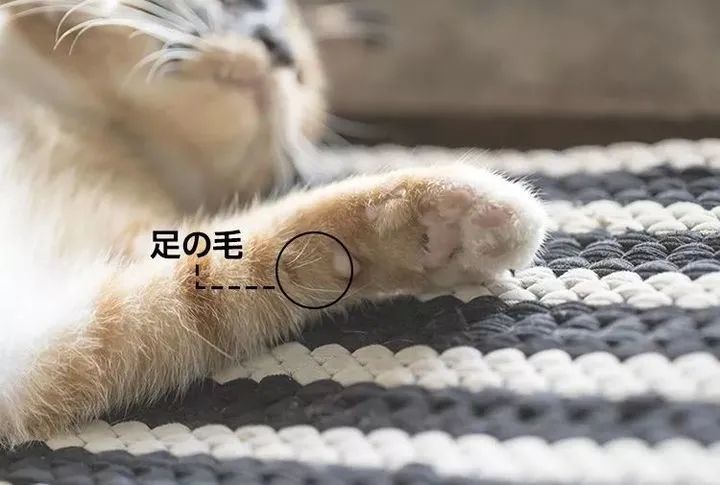 猫咪的胡须可以带来好运,为什么很多人喜欢收集猫咪的胡须