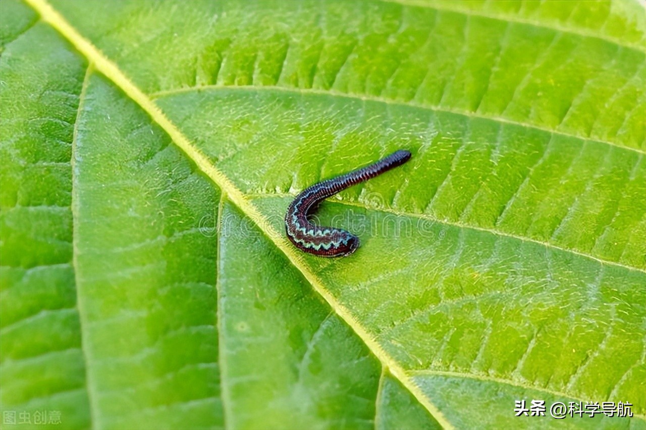 水蛭不小心放到酒精里面就怎么样,水蛭被人吃进肚子里它能活多久