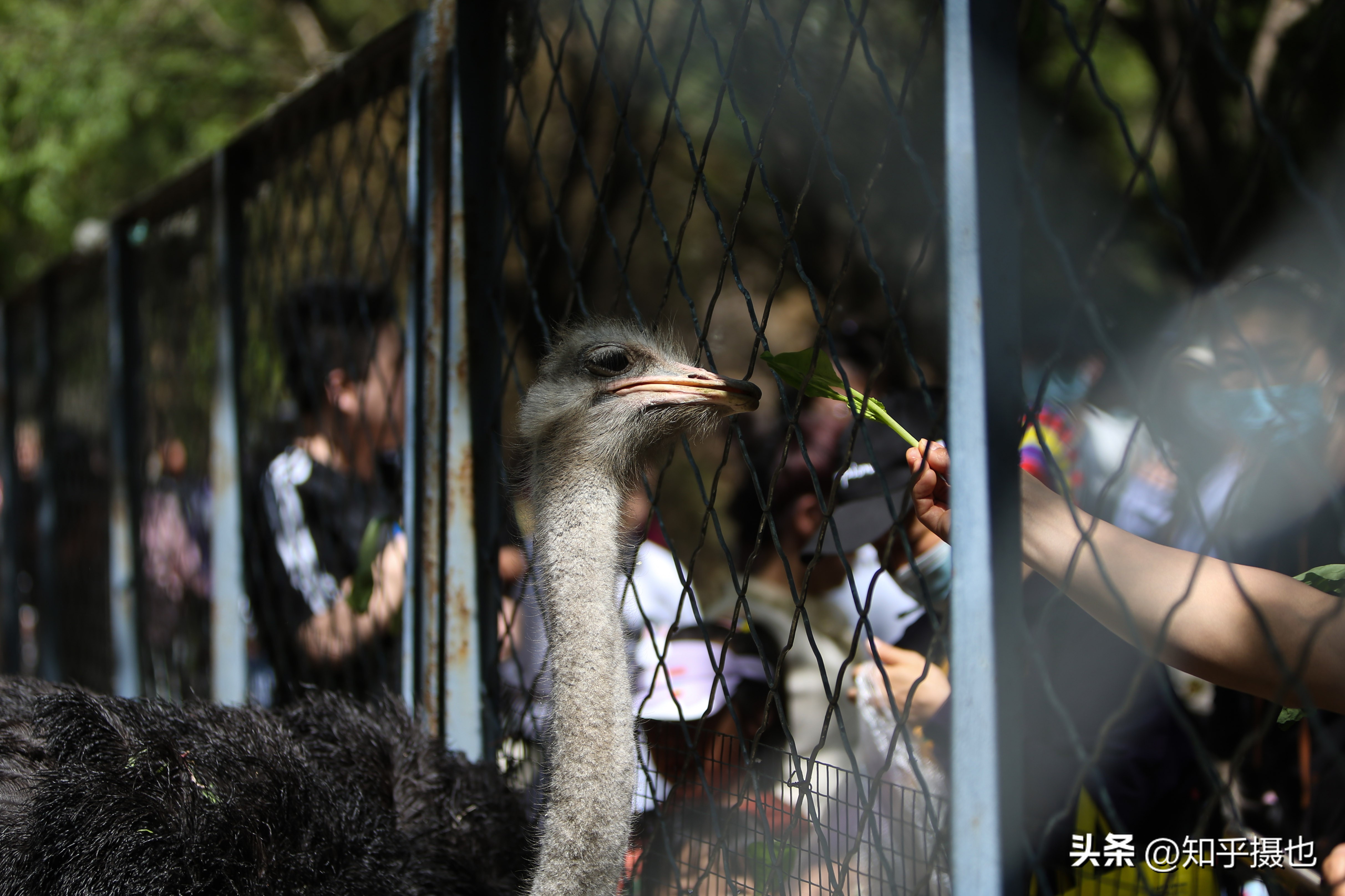 沈阳森林动物园带什么吃的,沈阳森林动物园自带菜