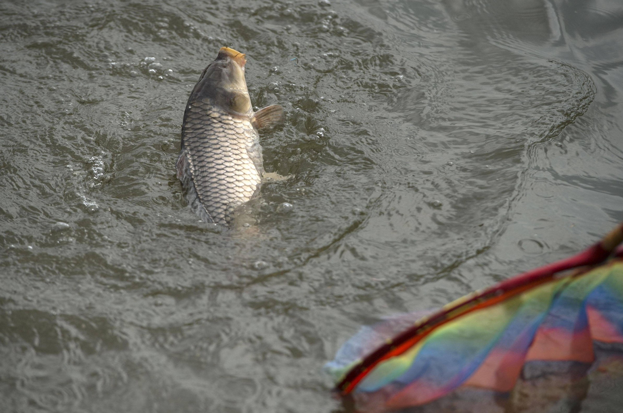 用玉米野钓鲤鱼不开口怎么办,野钓鲤鱼有口不中鱼原因解读