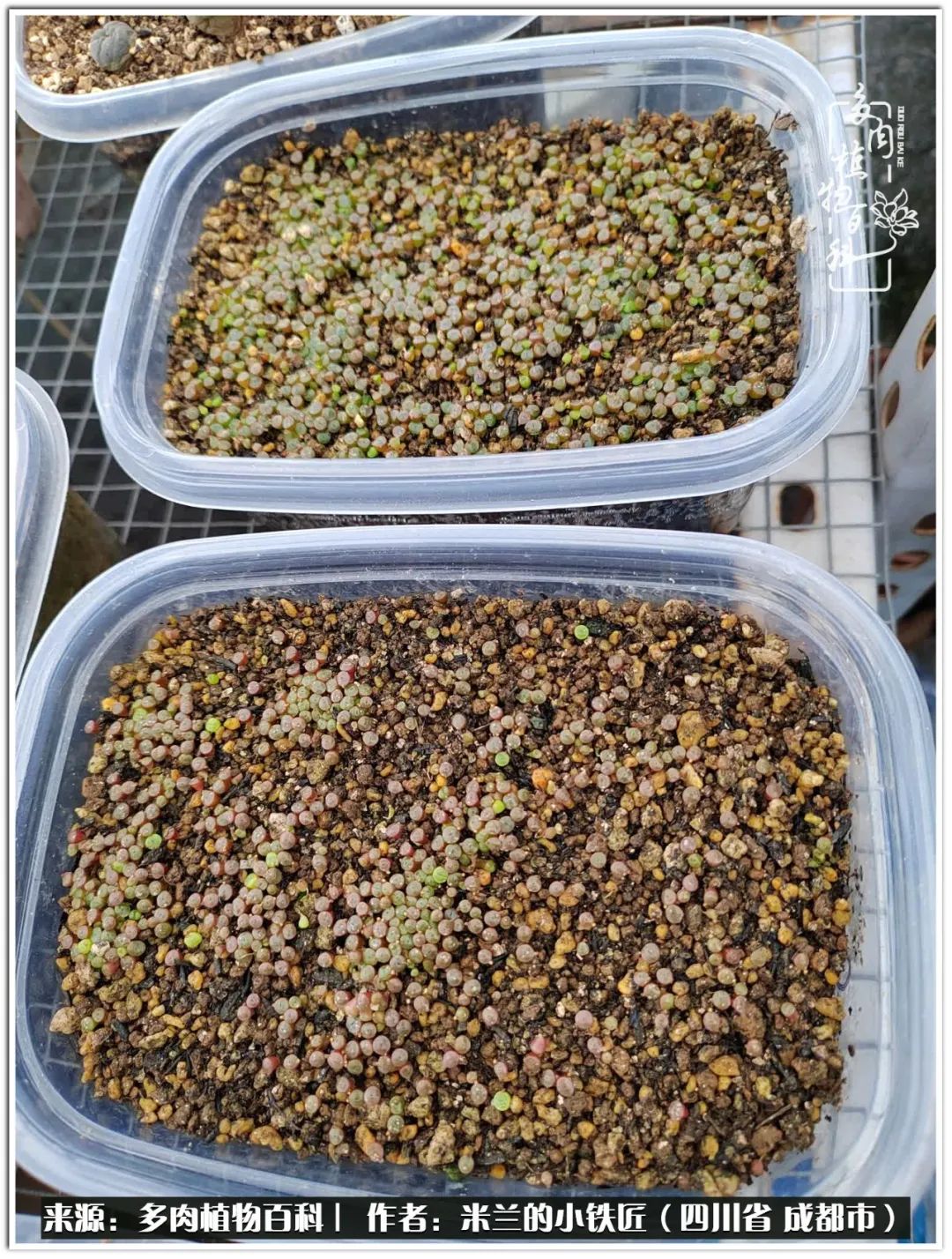 生石花好养吗怎么养护的,生石花的养殖方法和注意事项