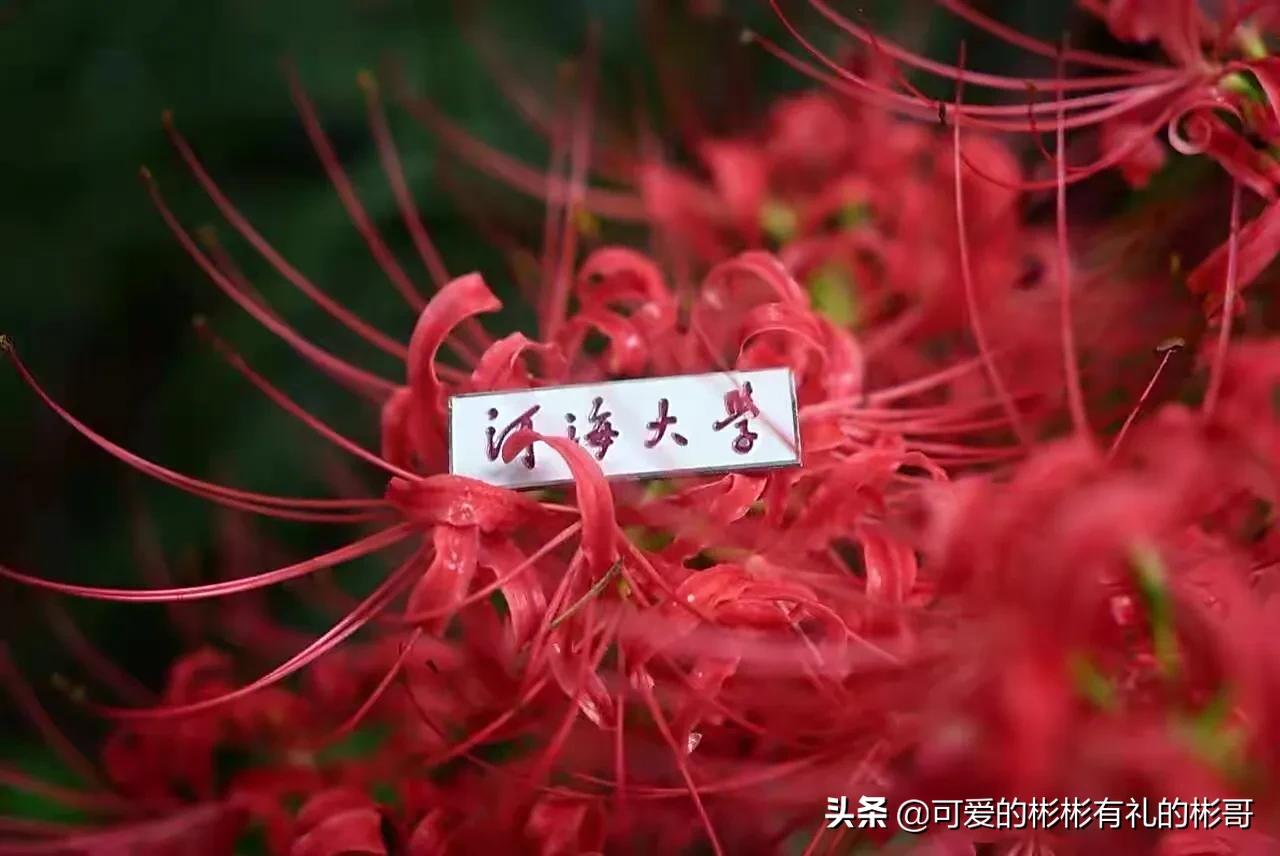 河海大学，老牌水利方向的211院校，是否值得报考