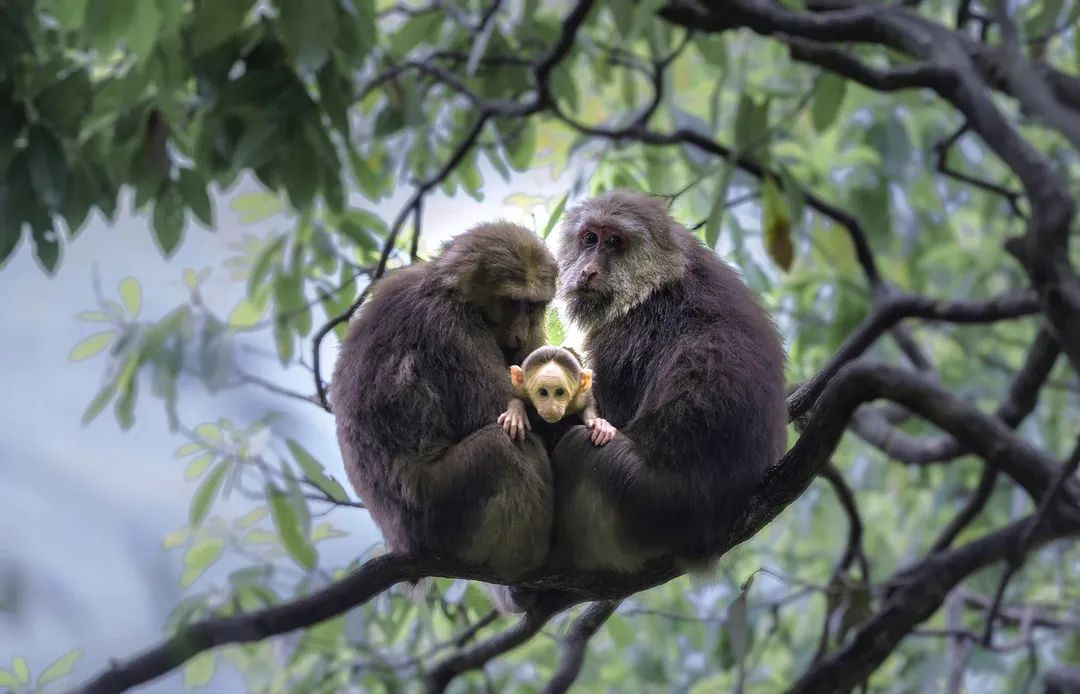 洪雅避暑哪里最好玩,洪雅避暑景点推荐