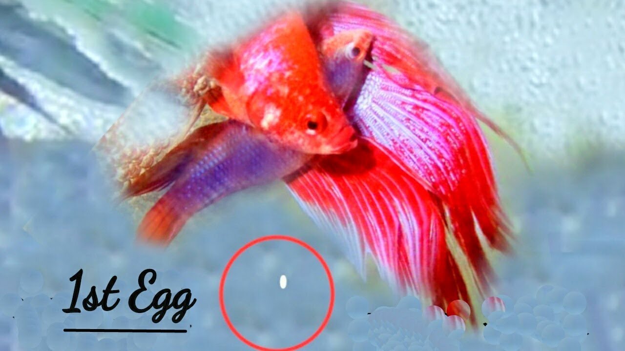 辽宁网友拍到一条怪鱼，学会蟒蛇缠绕，3秒就“绞杀”另外一条鱼