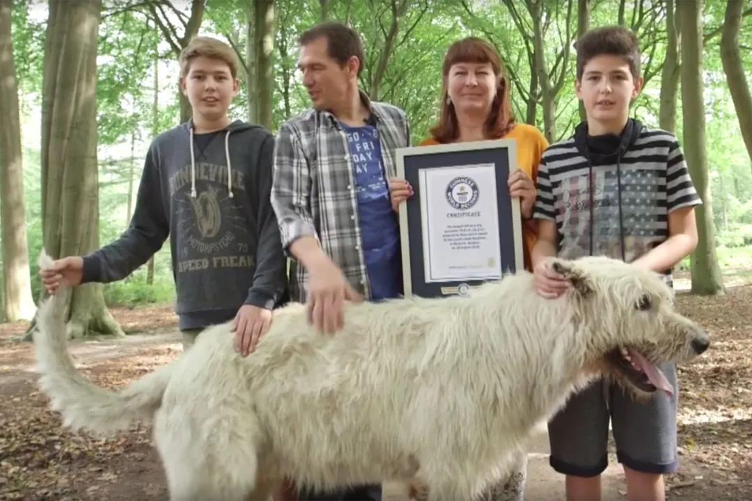 世界最大的狗要多少钱一只,世界上最大的狗狗排行榜第一名